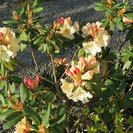 לינה וארוחת בוקר L'aubinoise 3*